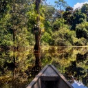 Forêt inondée d'Amazonie au Brésil