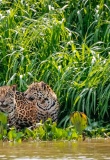 Jaguars du Pantanal au Brésil