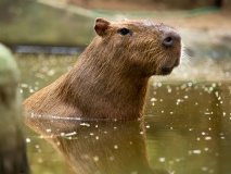Capybara du Pantanal