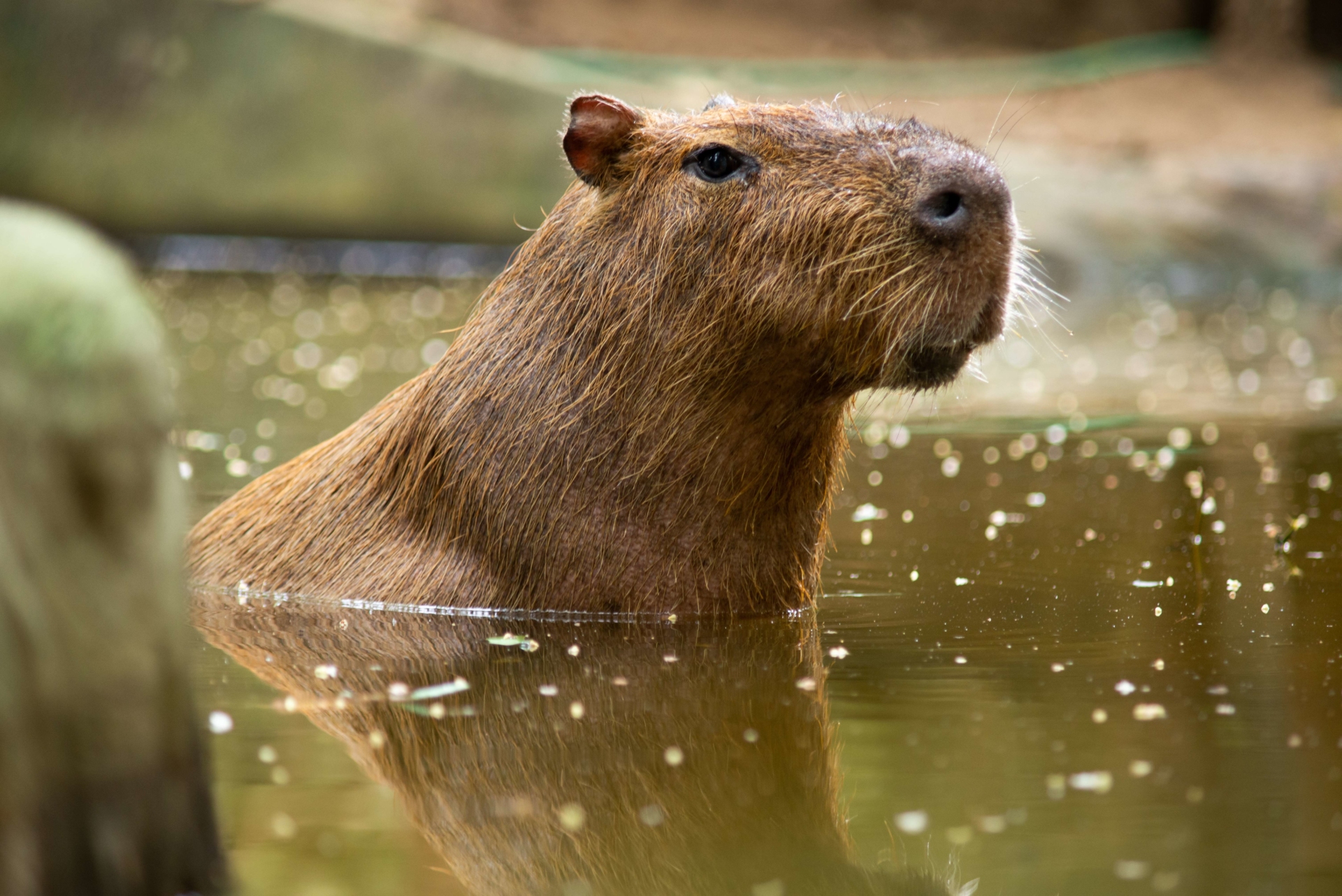 Capybara du Pantanal