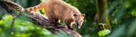 Coati dans la forêt brésilienne