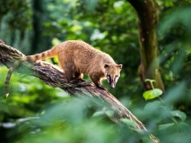 Coati dans la forêt brésilienne