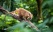 Coati dans la forêt brésilienne