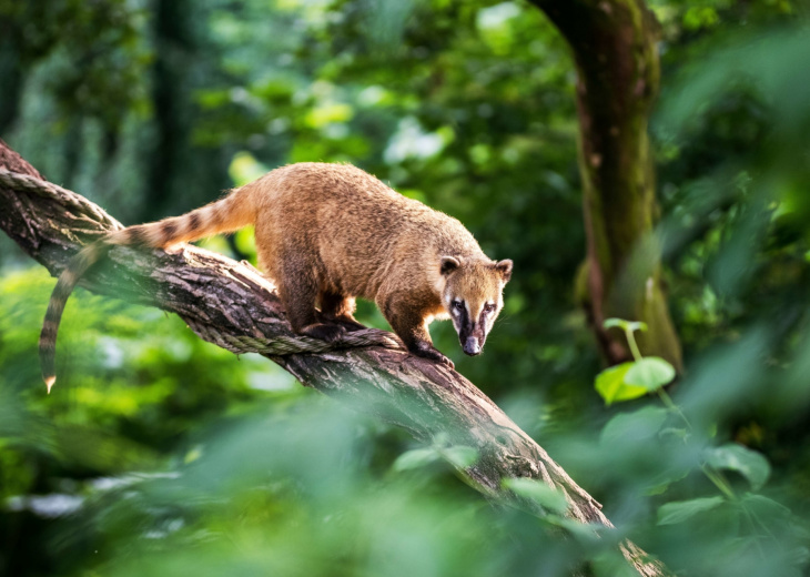 Coati dans la forêt brésilienne