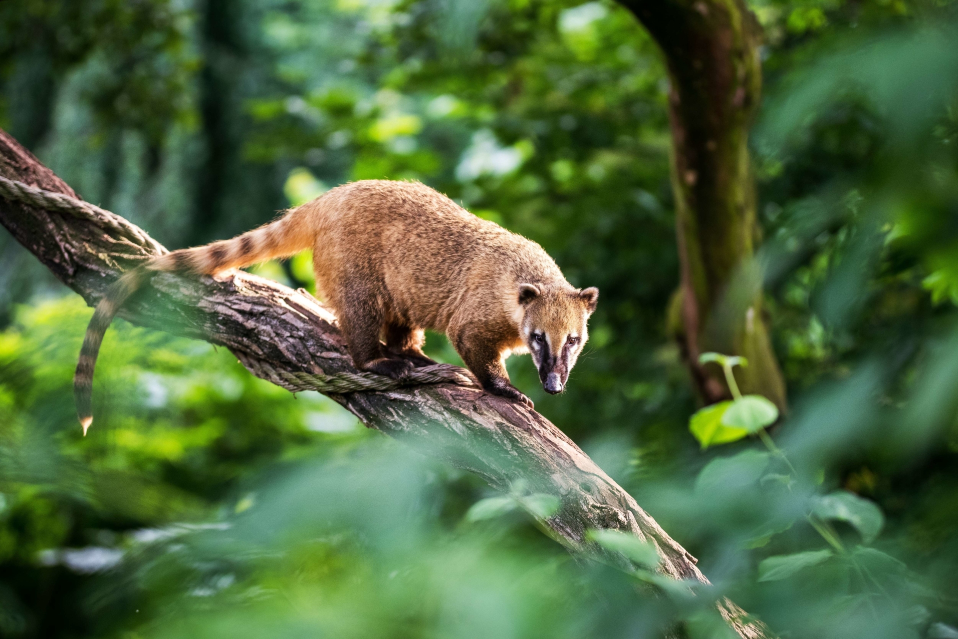 Coati dans la forêt brésilienne