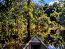 Forêt inondée d'Amazonie