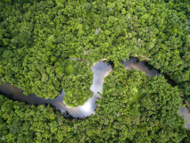 Forêt amazonienne