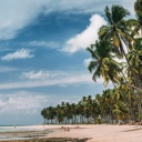 Plage de cocotiers - Bahia - Brésil