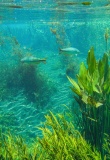 Lac et poissons de Bonito au Brésil