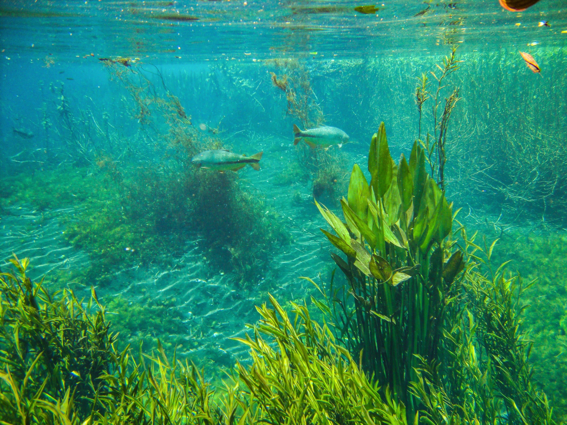 Lac et poissons de Bonito au Brésil