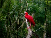 Ibis du Delta de Parnaiba