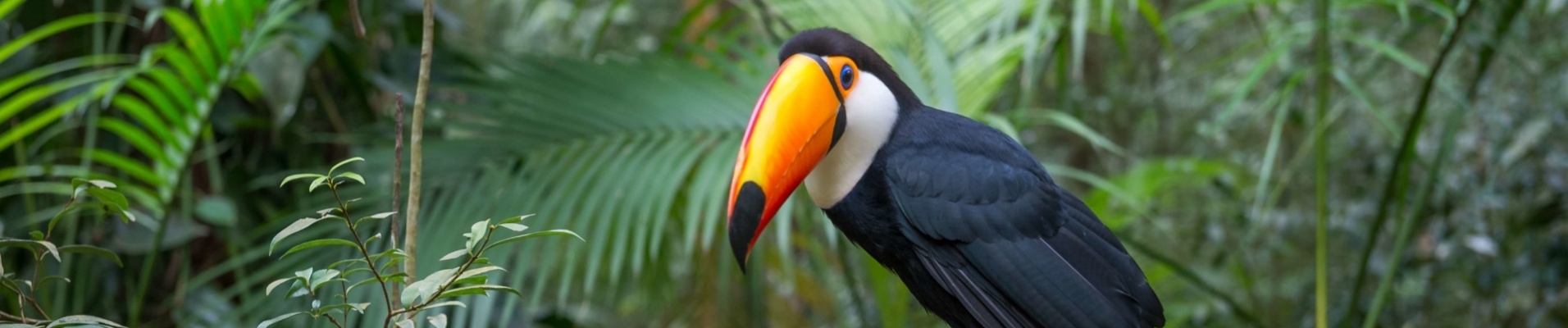 Toucan de l'Amazonie du Brésil