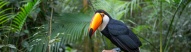 Toucan de l'Amazonie du Brésil