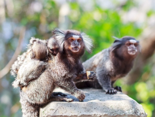 Famille de Ouistitis au Brésil