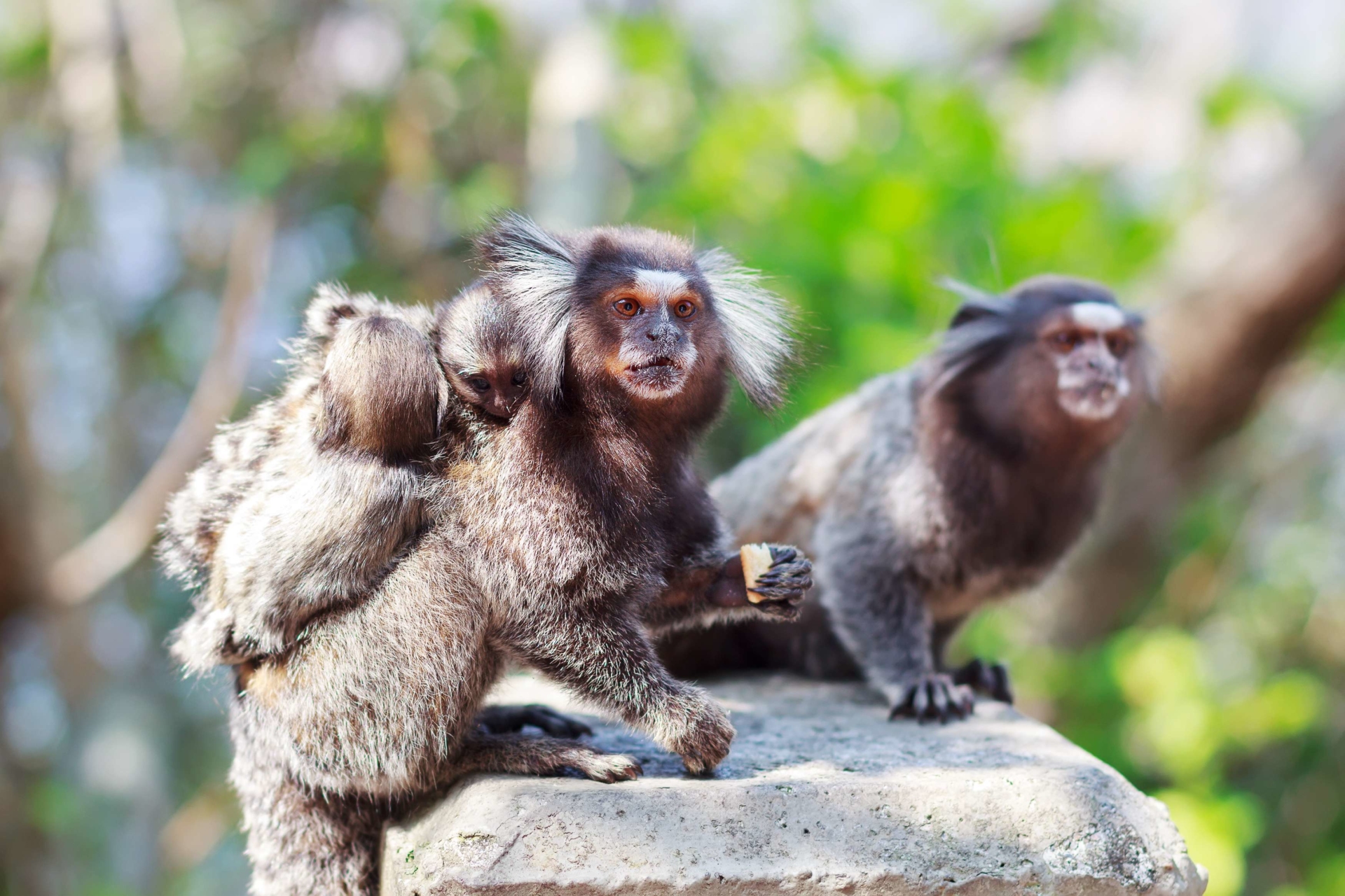 Famille de Ouistitis