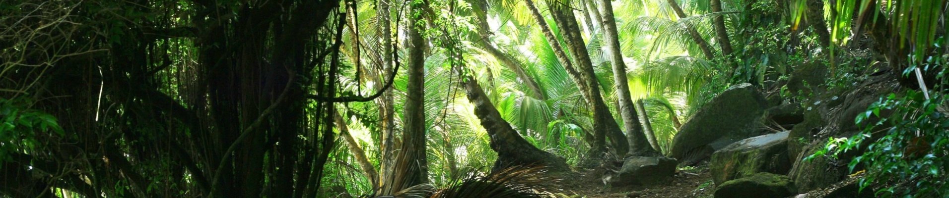 Forêt tropicale du Brésil