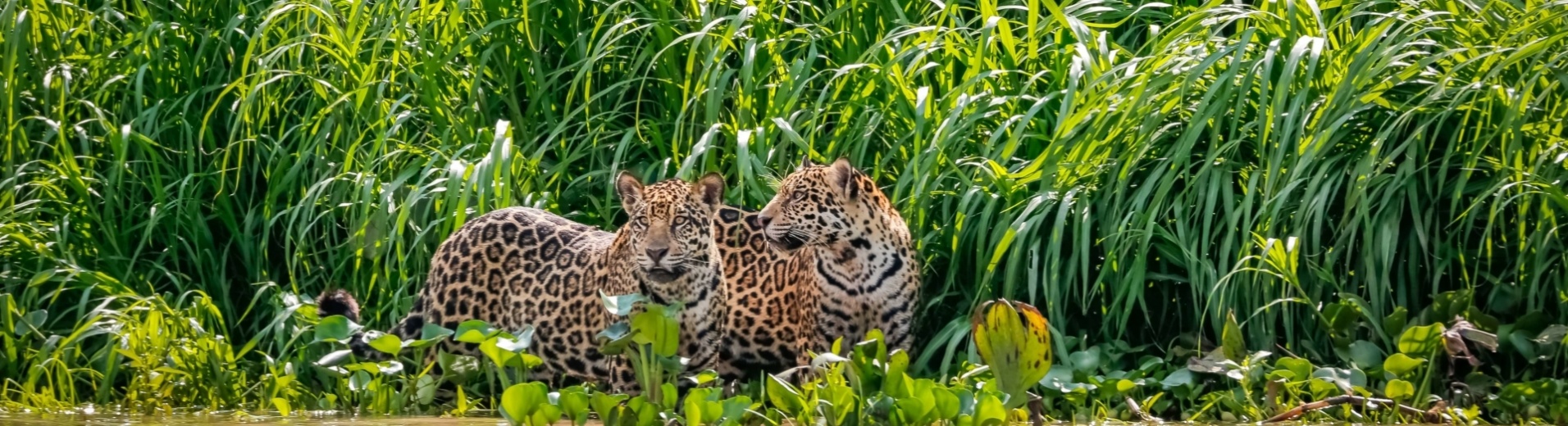Jaguars du Pantanal au Brésil