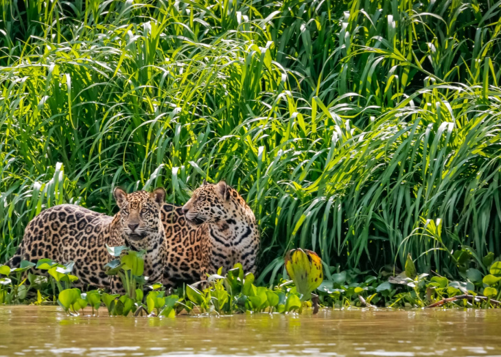 Jaguars du Pantanal au Brésil