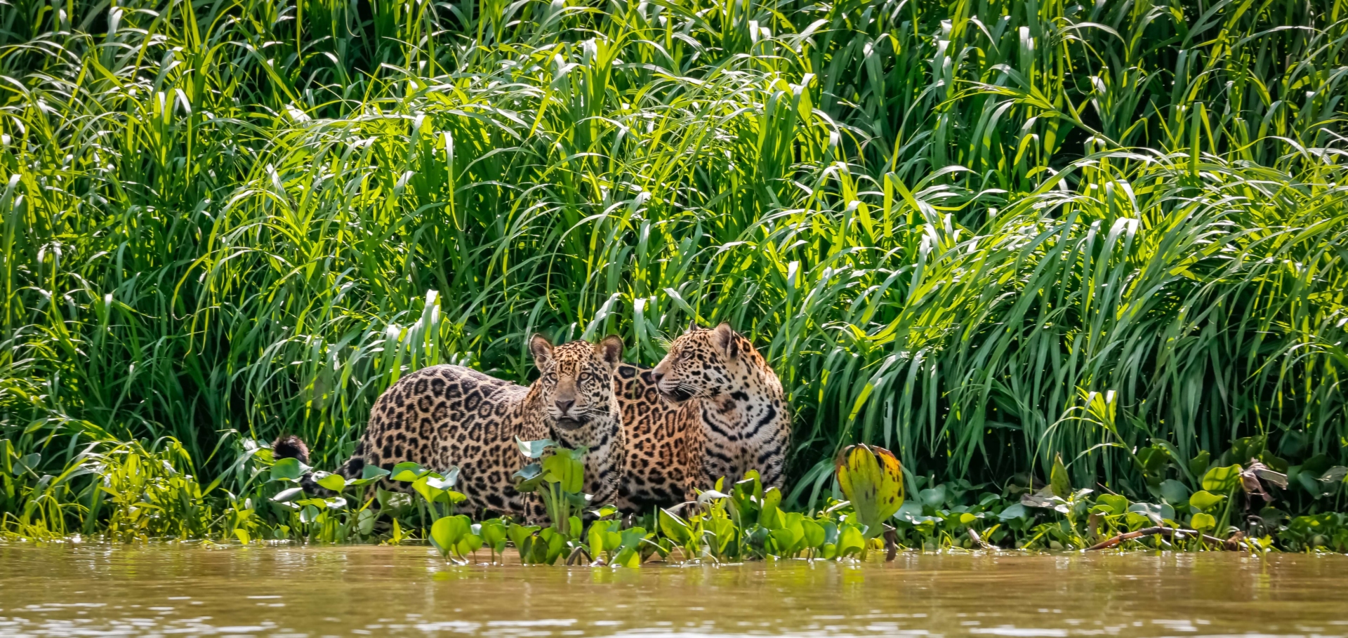 Jaguars du Pantanal au Brésil