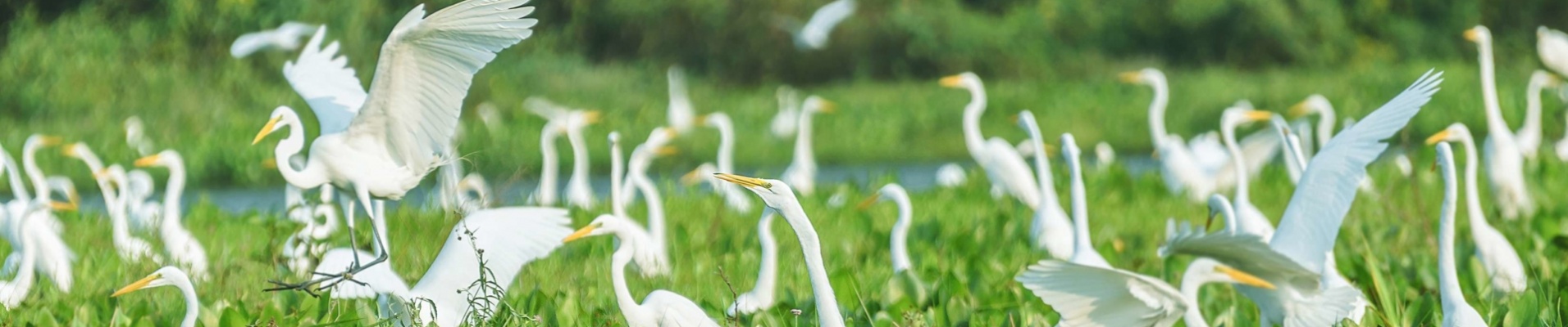 Aigrettes du Pantanal