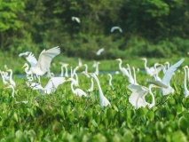 Aigrettes du Pantanal