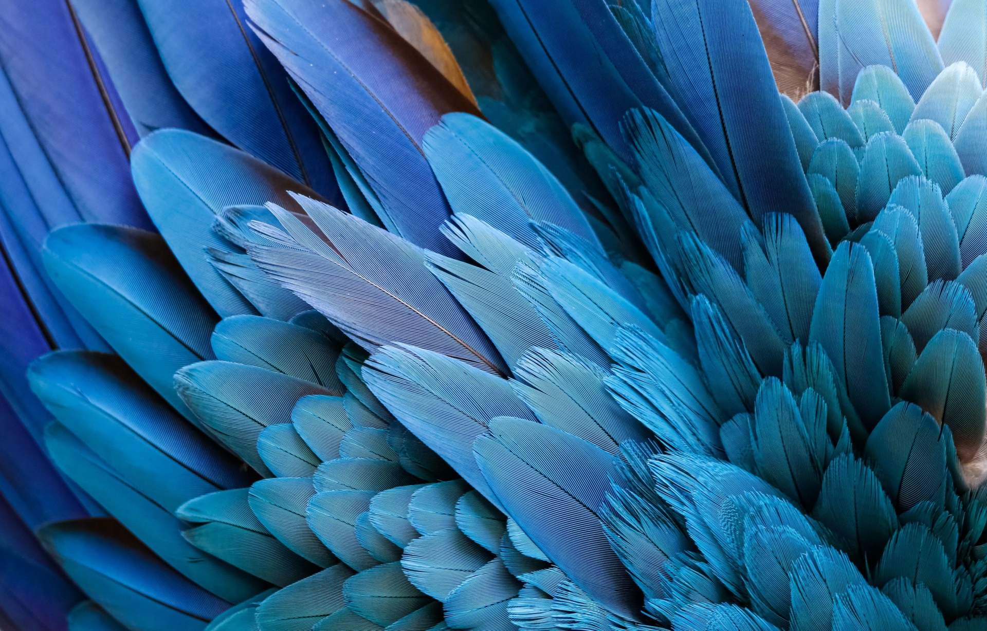 Plumes d'arras du Brésil