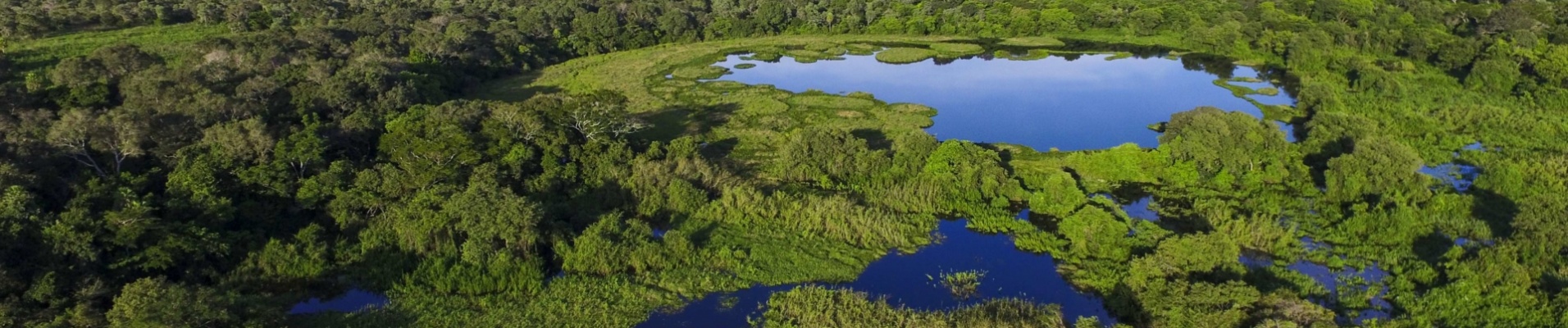 Vue aérienne des marécages du Pantanal