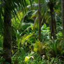 Jungle Brésil