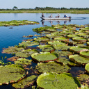 pantanal-avis-bresil