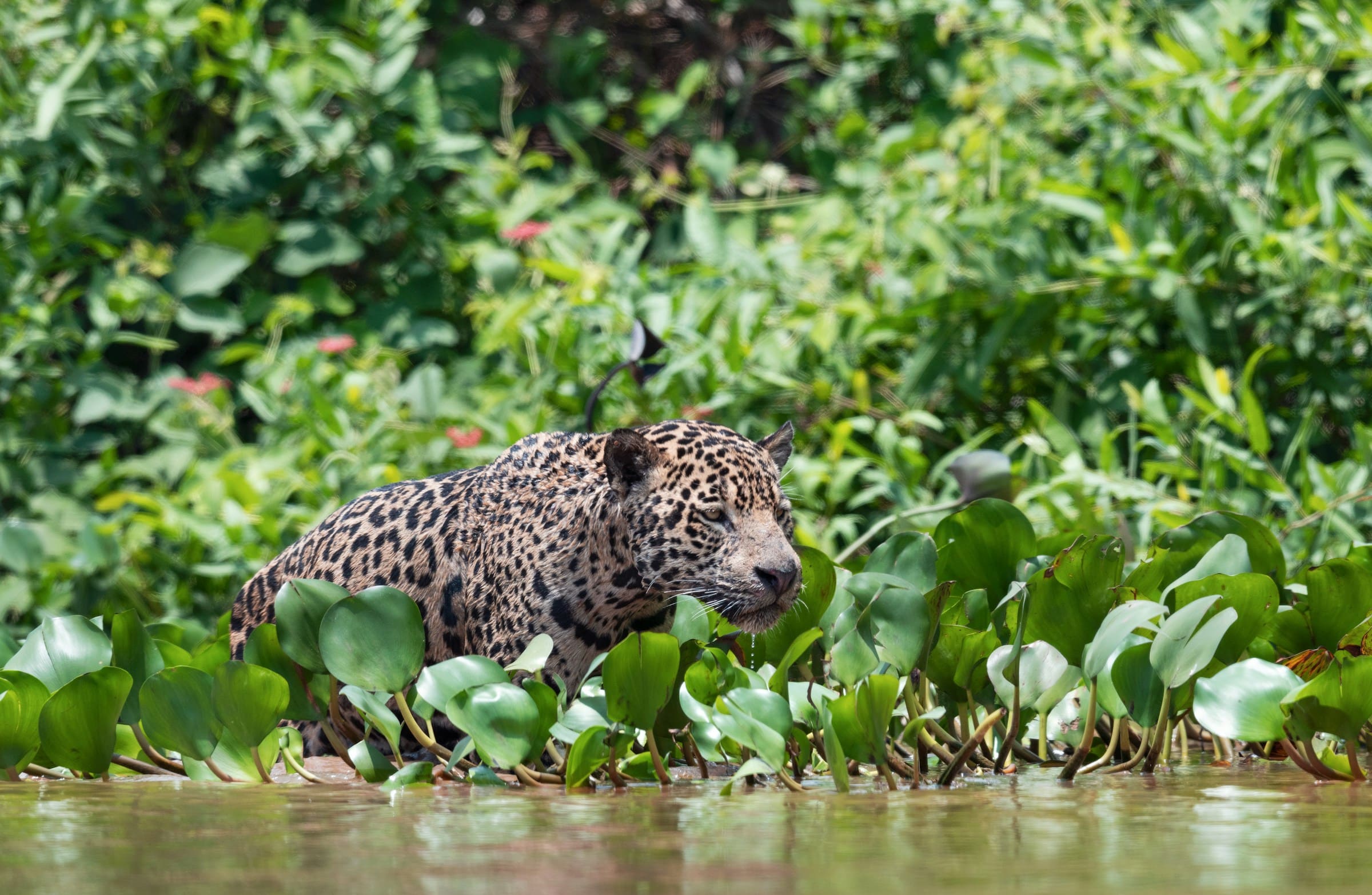 Jaguar du Pantanal