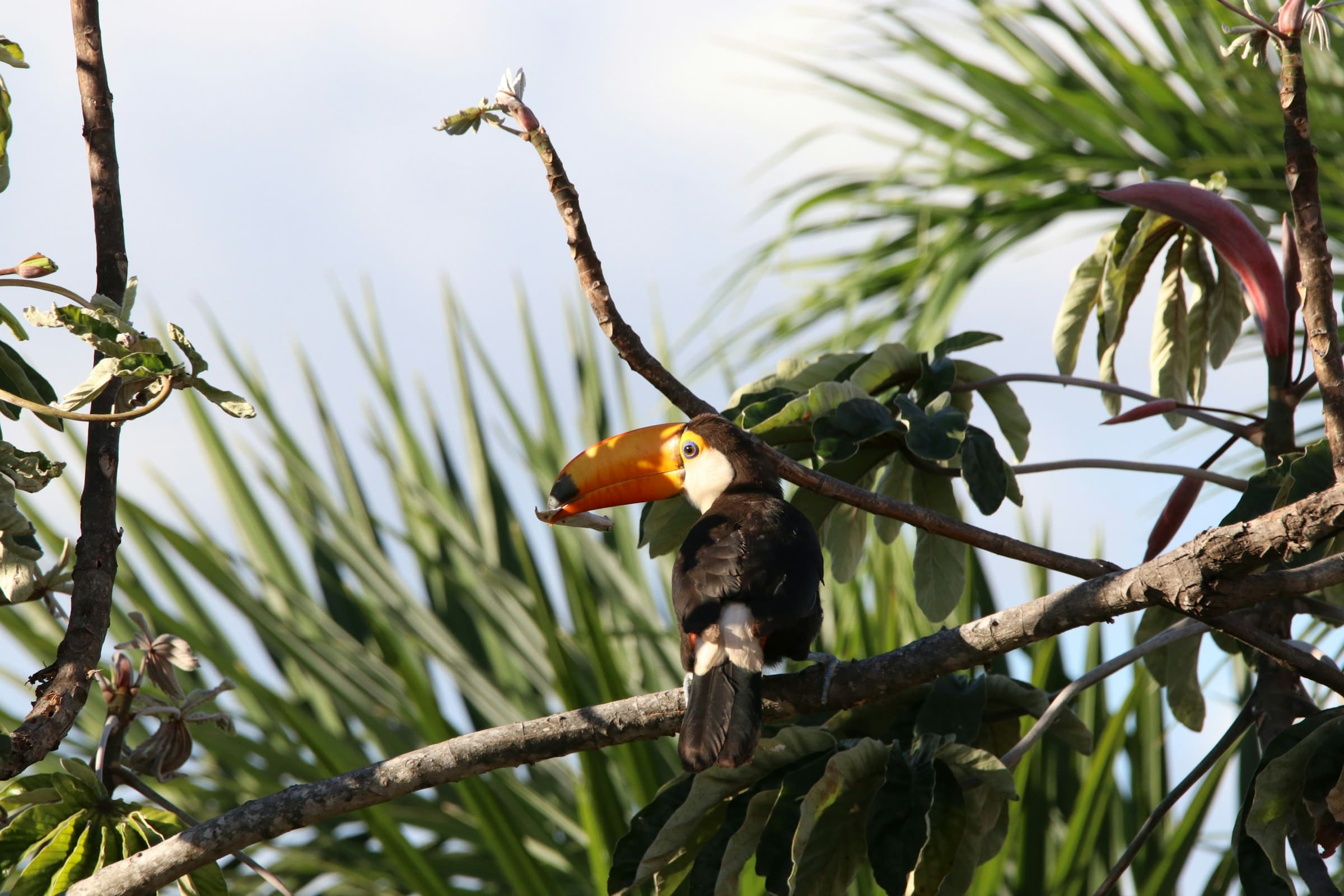 Toucan en Amazonie, Manaus