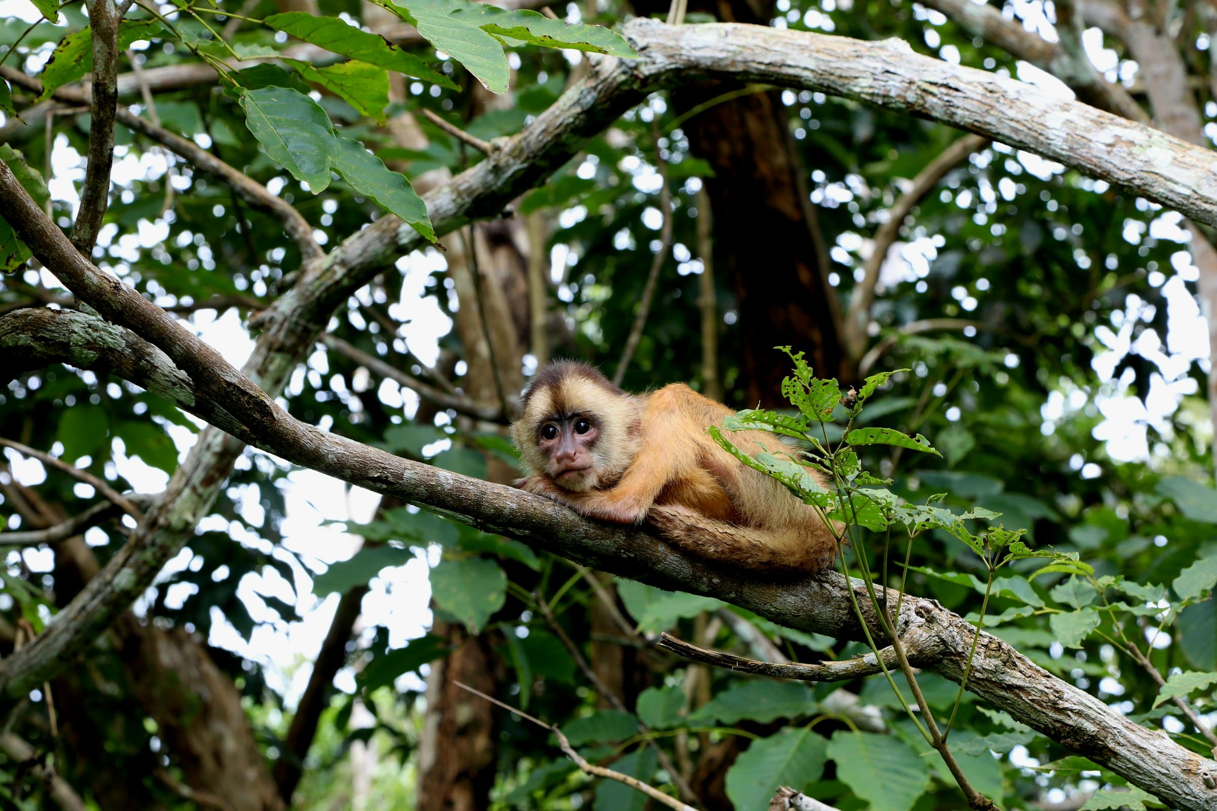 Capucin Brun en amazonie à Manaus